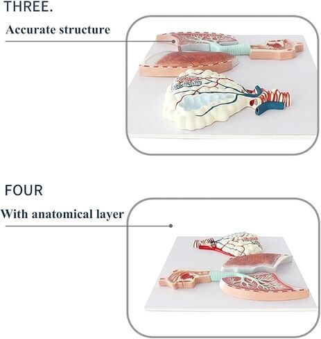 Human Respiratory System Anatomy Model, Lung Relief, Reusable in Saudi Arabia