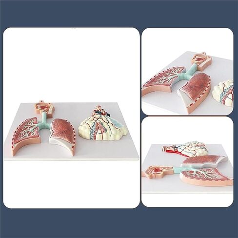 Human Respiratory System Anatomy Model, Lung Relief, Reusable in Saudi Arabia