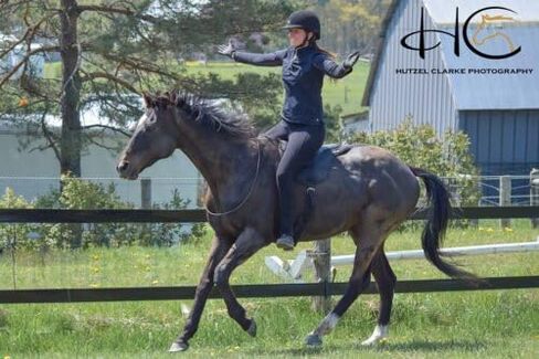 ThinLine Bareback Saddle Pad - ThinLine Comfort Bareback Pad-Brown in Kuwait