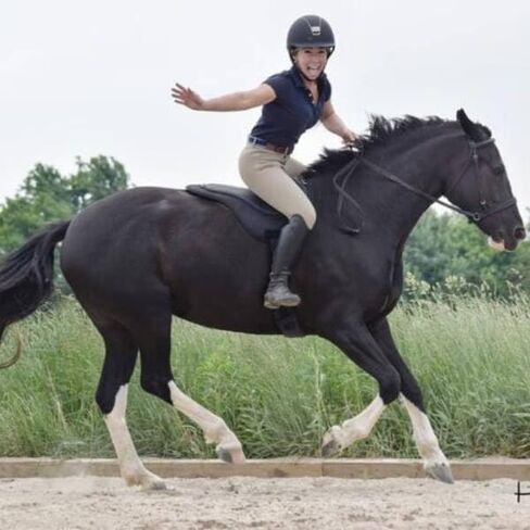 ThinLine Bareback Saddle Pad - ThinLine Comfort Bareback Pad-Brown in Kuwait