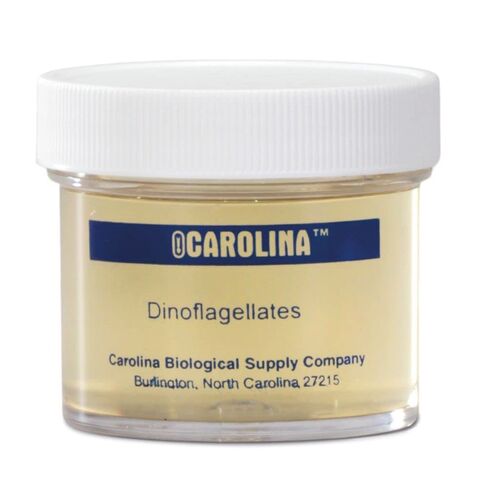 Dinoflagellates, Living in Kuwait