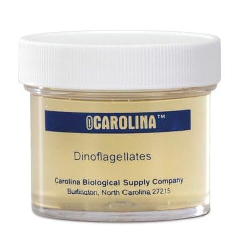 Dinoflagellates, Living in Kuwait