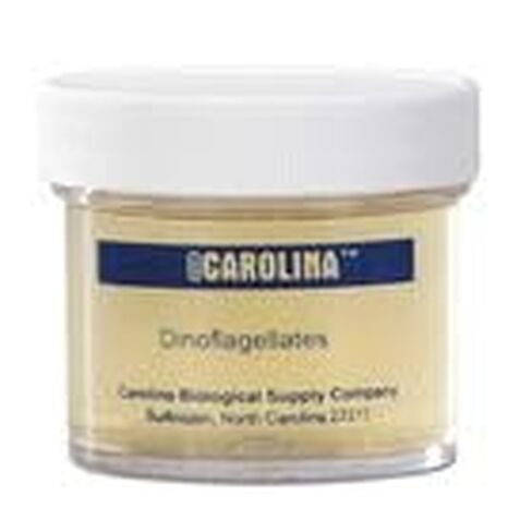 Dinoflagellates, Living in Kuwait