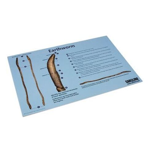 Carolina® Earthworm Dissection Mat in Kuwait
