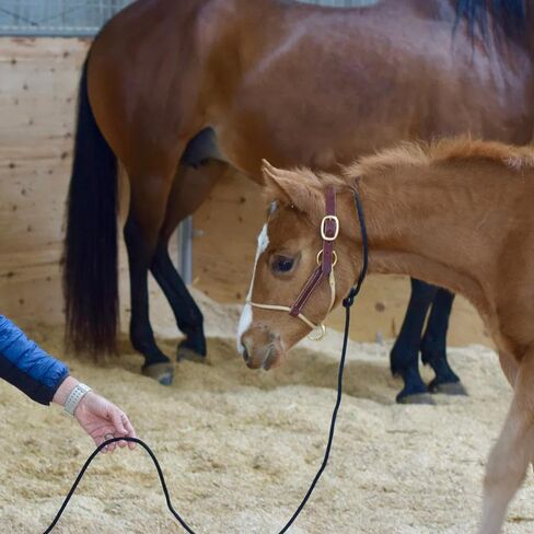 Weaver Leather Kalley Krickeberg Horseman's Leather Foal Halter in Kuwait