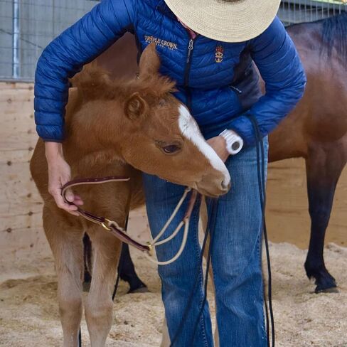 Weaver Leather Kalley Krickeberg Horseman's Leather Foal Halter in Kuwait