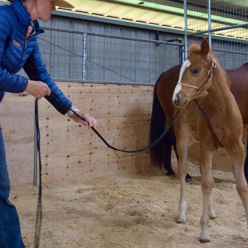 Weaver Leather Kalley Krickeberg Horseman's Leather Foal Halter in Kuwait
