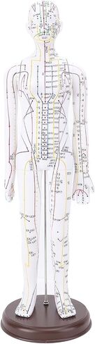 Acupuncture Model, 52cm Female Meridians Model Male Acupuncture Model with English Points, Human Anatomical Sculpture for Acupuncturists Training Teaching Education Supplies in Saudi Arabia
