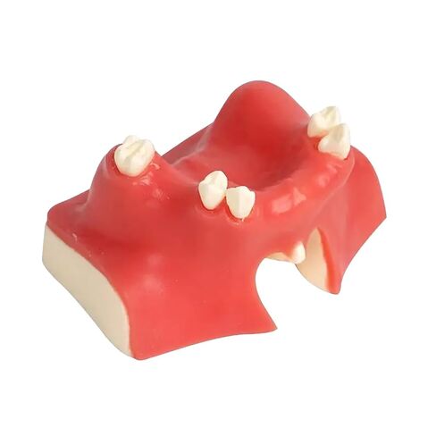 Dental Implant Training Model with Maxillary Sinus Lift Practice Realistic Simulation Jaw Cavity Lift Implant Placement Model in Kuwait