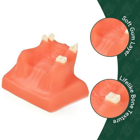 Dental Implant Training Model with Maxillary Sinus Lift Practice Realistic Simulation Jaw Cavity Lift Implant Placement Model in Kuwait