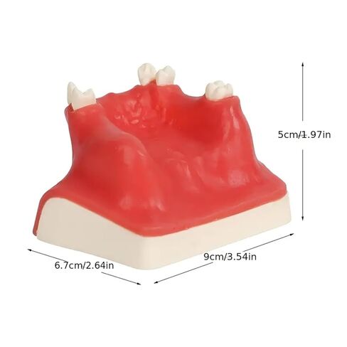 Dental Implant Training Model with Maxillary Sinus Lift Practice Realistic Simulation Jaw Cavity Lift Implant Placement Model in Kuwait