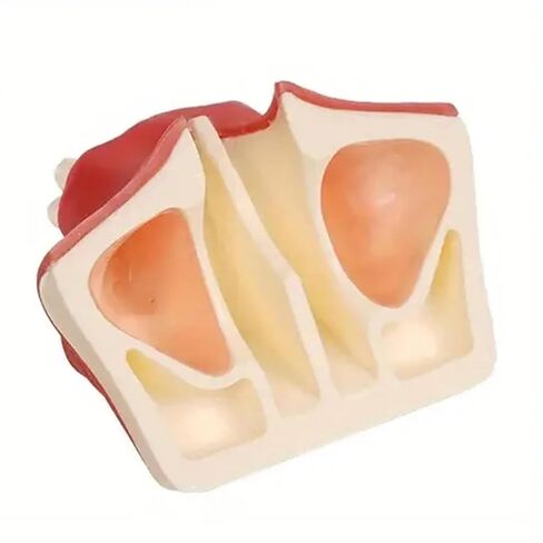Dental Implant Training Model with Maxillary Sinus Lift Practice Realistic Simulation Jaw Cavity Lift Implant Placement Model in Kuwait