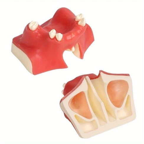 Dental Implant Training Model with Maxillary Sinus Lift Practice Realistic Simulation Jaw Cavity Lift Implant Placement Model in Kuwait