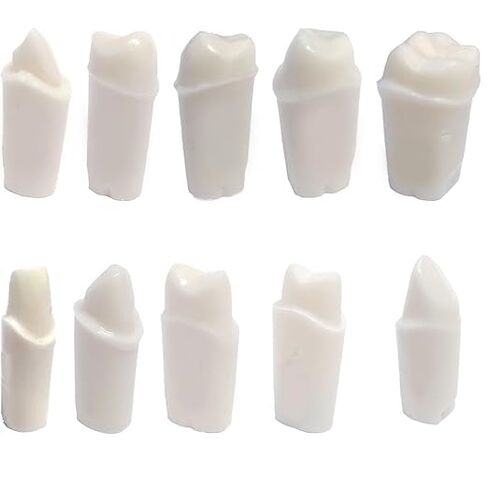 Typodont 200 Prep Crown Teeth 5 Pack for Student Practice Compatible with Nissin Brand Models. (#5 - Pack of 5 Crown prepped Teeth) in Kuwait