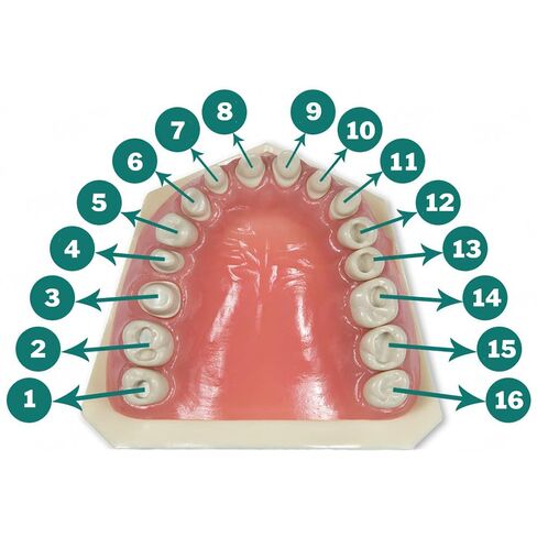 Typodont 860 أسنان بديلة مع تيجان وتجاويف، 5 أسنان لكل مرجع (5 عبوات) (#1 تجويف (5 عبوات)) in Kuwait