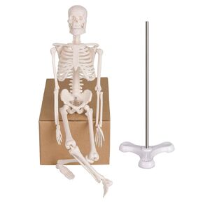 Mini Human Skeleton Model, Portable 17" Skeleton Bone Model with Removable Skull, Arms & Legs, Great Teaching Tool for Physiological Education and Human Skeletal System Study