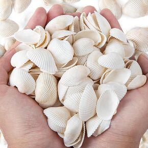 White Sea Shells for Decorating About 140~160pcs Natural Tiny Seashells for Crafting, Home Decor, Vase Filler, Wedding Centerpiece, Christmas, Craft, Candle Making Seashell Bulk