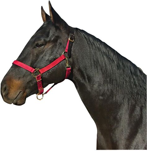 Leather Crown Halter in Saudi Arabia