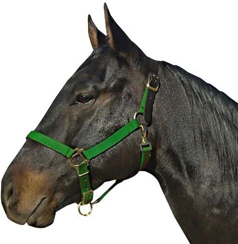 Leather Crown Halter in Saudi Arabia