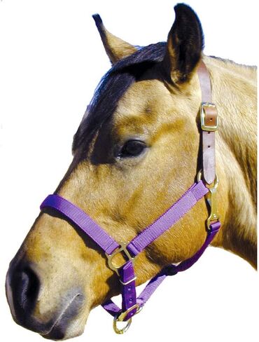 Leather Crown Halter in Saudi Arabia