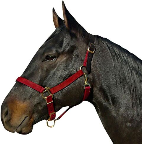Leather Crown Halter in Saudi Arabia