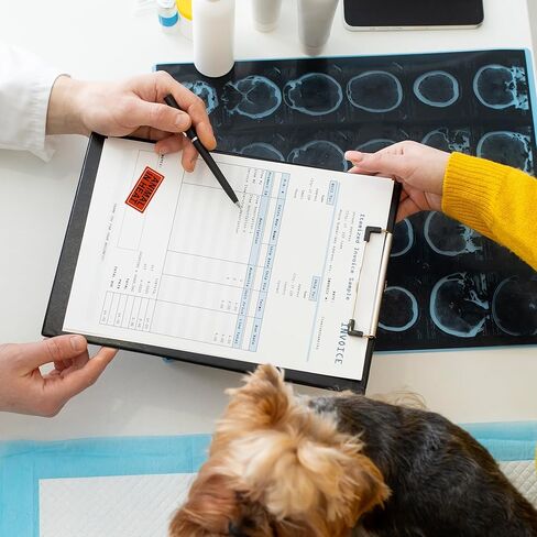HYBSK 500 Pcs Animal in Heat Warning Labels for Veterinary Medication Instruction 1x 2 Inch Blue and Red File Folder Stickers for Animal Hospital Clinic Pharmacies Hospitals in Saudi Arabia