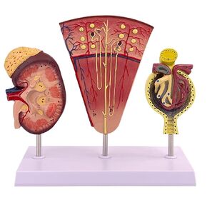 Kidney Nephron Glomerulus Anatomy Model, Which Can Show The Structure and Function of Human, with Accurate Anatomical in Saudi Arabia