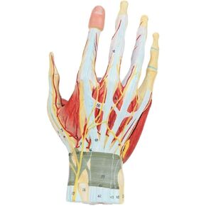 Hand Anatomy Skeleton Model, 7 Joints, Easy to Install, Convenient for Classroom Learning in Saudi Arabia
