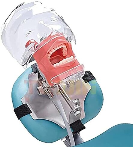 Stainless Steel Dental Model Simulator Phantom Head Training Resin Tooth Science Fiction Shadow Education Human Body in Saudi Arabia