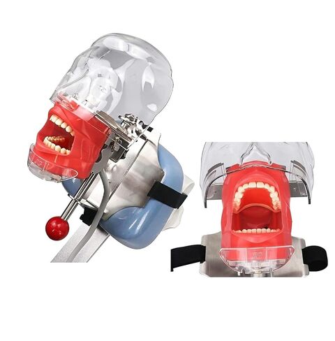 Stainless Steel Dental Model Simulator Phantom Head Training Resin Tooth Science Fiction Shadow Education Human Body in Saudi Arabia
