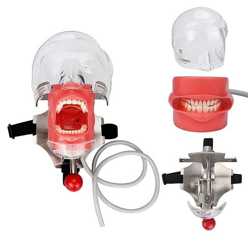 Stainless Steel Dental Model Simulator Phantom Head Training Resin Tooth Science Fiction Shadow Education Human Body in Saudi Arabia