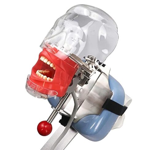 Stainless Steel Dental Model Simulator Phantom Head Training Resin Tooth Science Fiction Shadow Education Human Body in Saudi Arabia