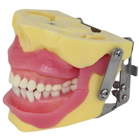Oral Surgery Teaching Practice Tooth Extraction Model Anesthesia in Saudi Arabia