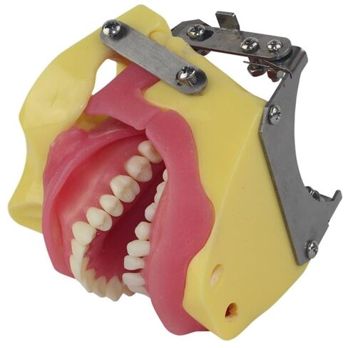Oral Surgery Teaching Practice Tooth Extraction Model Anesthesia in Saudi Arabia