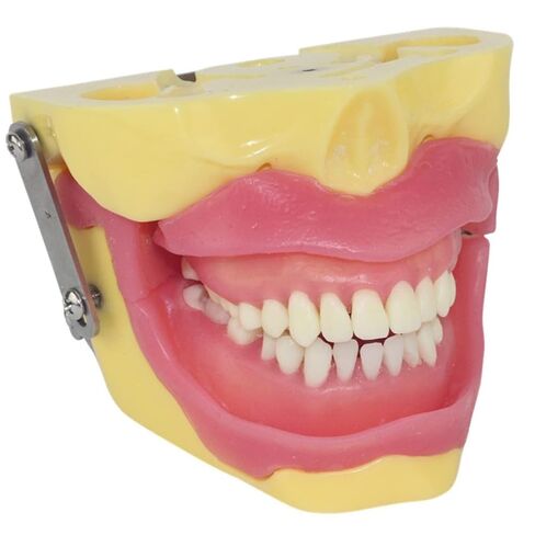 Oral Surgery Teaching Practice Tooth Extraction Model Anesthesia in Saudi Arabia