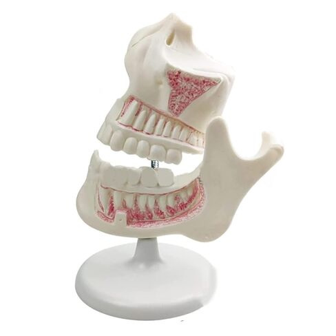 Dental Development Model, 3X Magnification, Used for Dental Teaching Medicine in Saudi Arabia