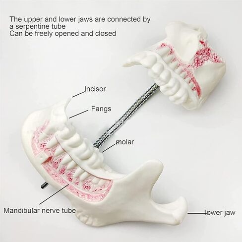 Dental Development Model, 3X Magnification, Used for Dental Teaching Medicine in Saudi Arabia