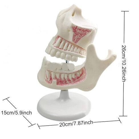 Dental Development Model, 3X Magnification, Used for Dental Teaching Medicine in Saudi Arabia