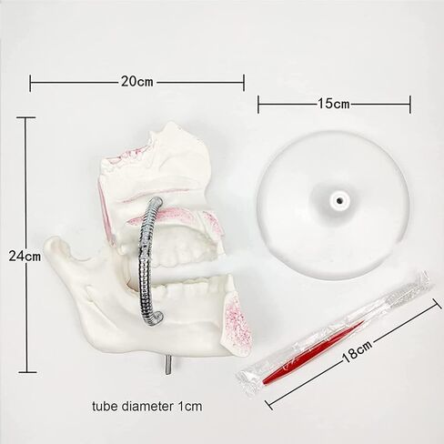 Dental Development Model, 3X Magnification, Used for Dental Teaching Medicine in Saudi Arabia