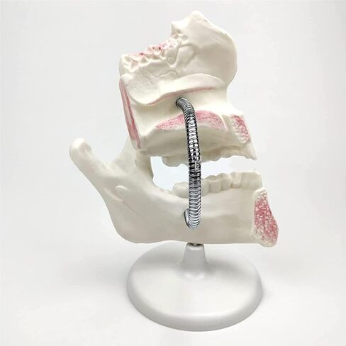 Dental Development Model, 3X Magnification, Used for Dental Teaching Medicine in Saudi Arabia