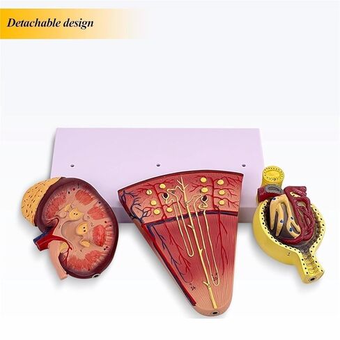 Kidney Nephron Glomerulus Anatomy Model, Which Can Show The Structure and Function of Human, with Accurate Anatomical in Saudi Arabia
