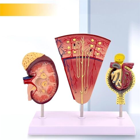 Kidney Nephron Glomerulus Anatomy Model, Which Can Show The Structure and Function of Human, with Accurate Anatomical in Saudi Arabia