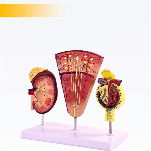 Kidney Nephron Glomerulus Anatomy Model, Which Can Show The Structure and Function of Human, with Accurate Anatomical in Saudi Arabia