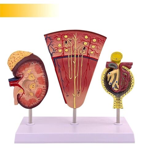 Kidney Nephron Glomerulus Anatomy Model, Which Can Show The Structure and Function of Human, with Accurate Anatomical in Saudi Arabia