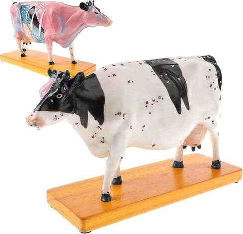 Cow Acupuncture Model, Animal, 68 Acupoint Anatomical, for Veterinary Teaching in Saudi Arabia