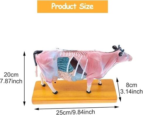 Cow Acupuncture Model, Animal, 68 Acupoint Anatomical, for Veterinary Teaching in Saudi Arabia