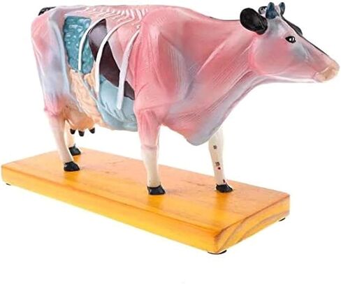 Cow Acupuncture Model, Animal, 68 Acupoint Anatomical, for Veterinary Teaching in Saudi Arabia