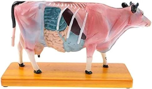 Cow Acupuncture Model, Animal, 68 Acupoint Anatomical, for Veterinary Teaching in Saudi Arabia