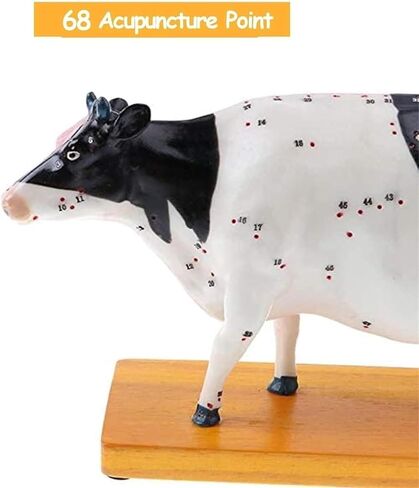 Cow Acupuncture Model, Animal, 68 Acupoint Anatomical, for Veterinary Teaching in Saudi Arabia