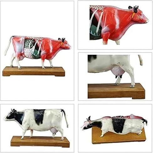 Cow Acupuncture Model, Animal, 68 Acupoint Anatomical, for Veterinary Teaching in Saudi Arabia